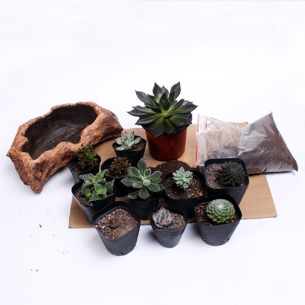 Creative Vintage Wooden Succulent Planter, Tree Root Stump Plant Pot for Office Garden Decor, Plant Enthusiasts, Unique Gift, 19 Styles, 3.94 x 2.76 x 2.17 Inches
